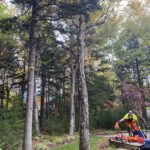 tree trimming
