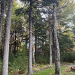 tree trimming