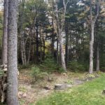 tree trimming
