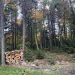 tree trimming