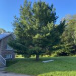 tree trimming