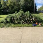 tree trimming